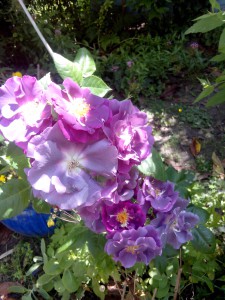 rosier veilchenblau dans le jardin à Nantes
